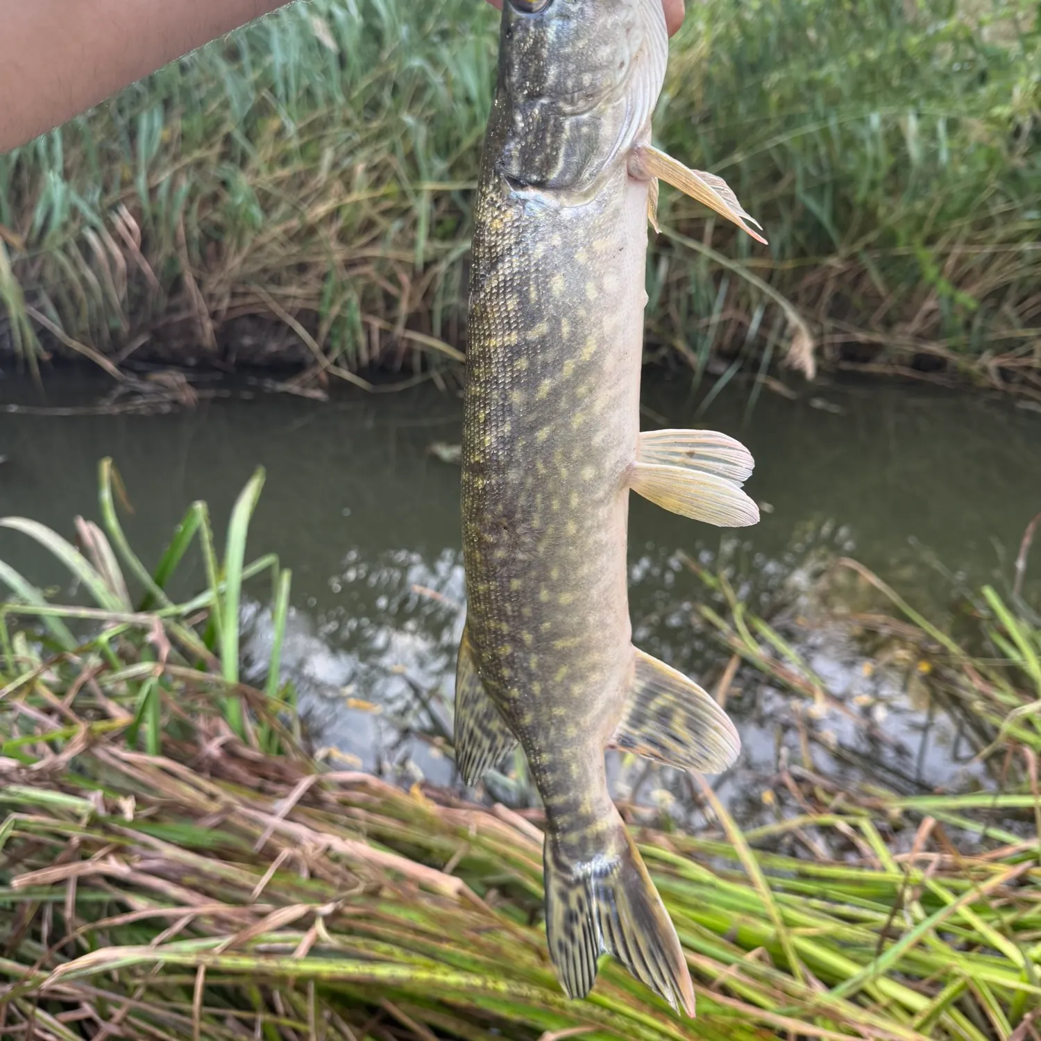 Northern pike caught on Fishbrain