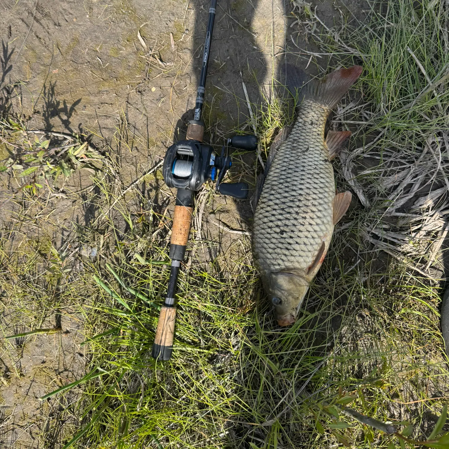 The most recent Common carp catches on Fishbrain