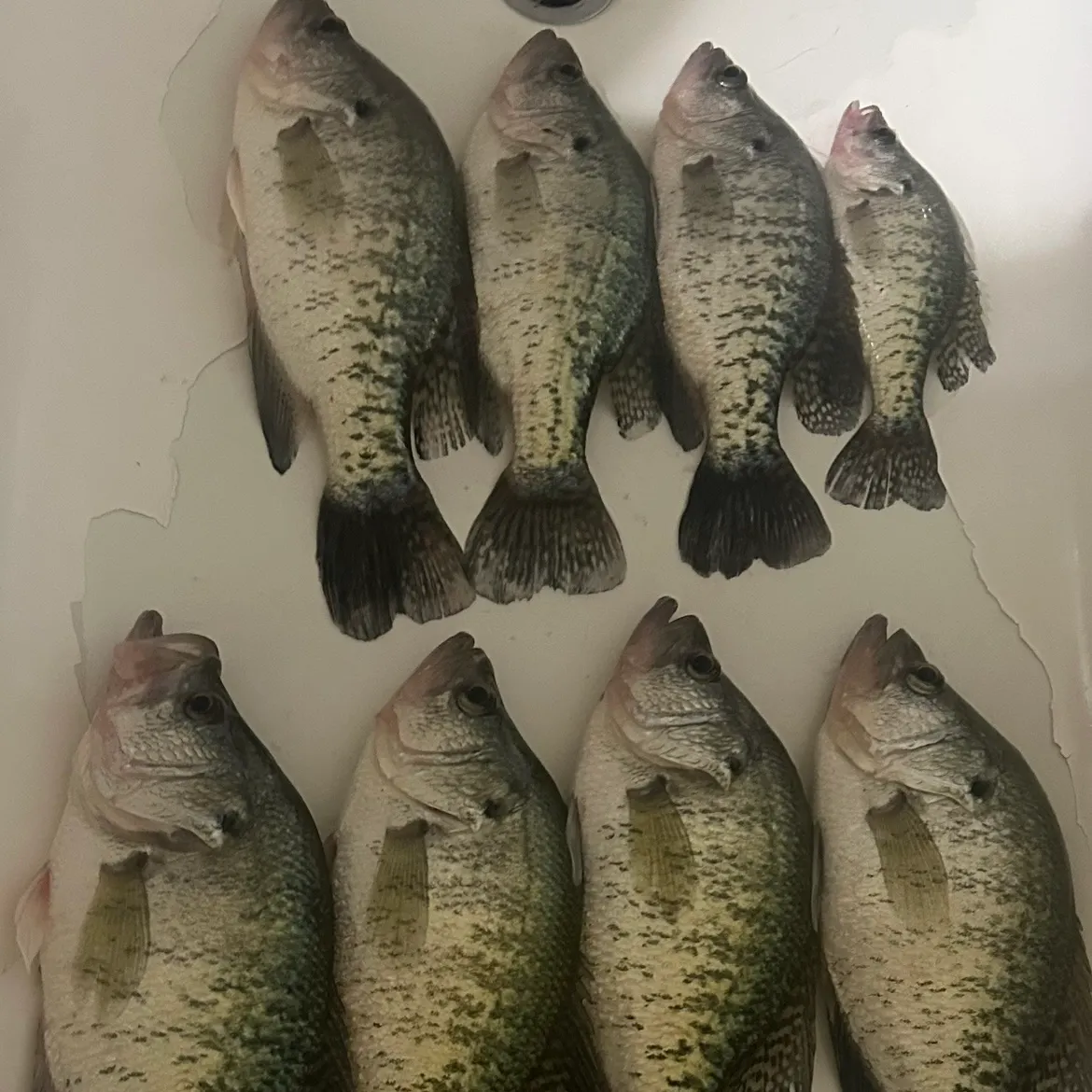 The most recent White crappie catches on Fishbrain