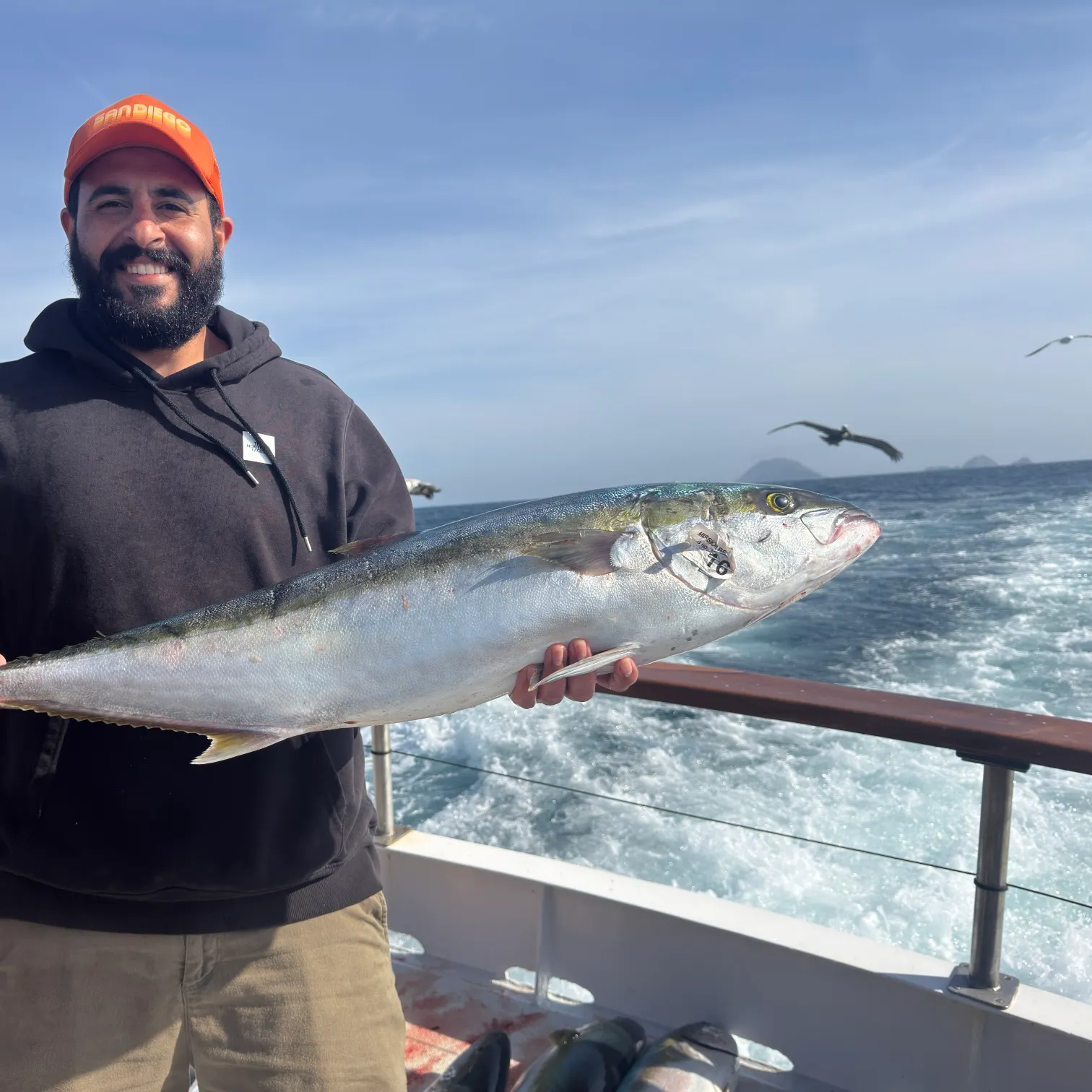 The most recent California yellowtail amberjack catches on Fishbrain