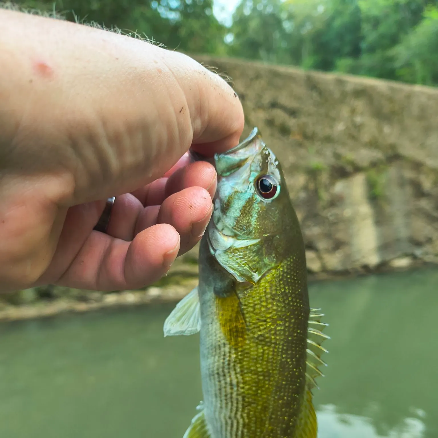 Redeye bass caught on Fishbrain
