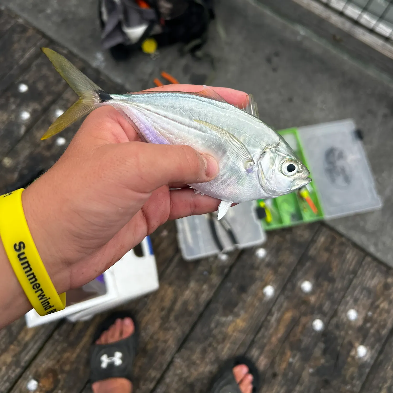 The most recent Atlantic bumper catches on Fishbrain
