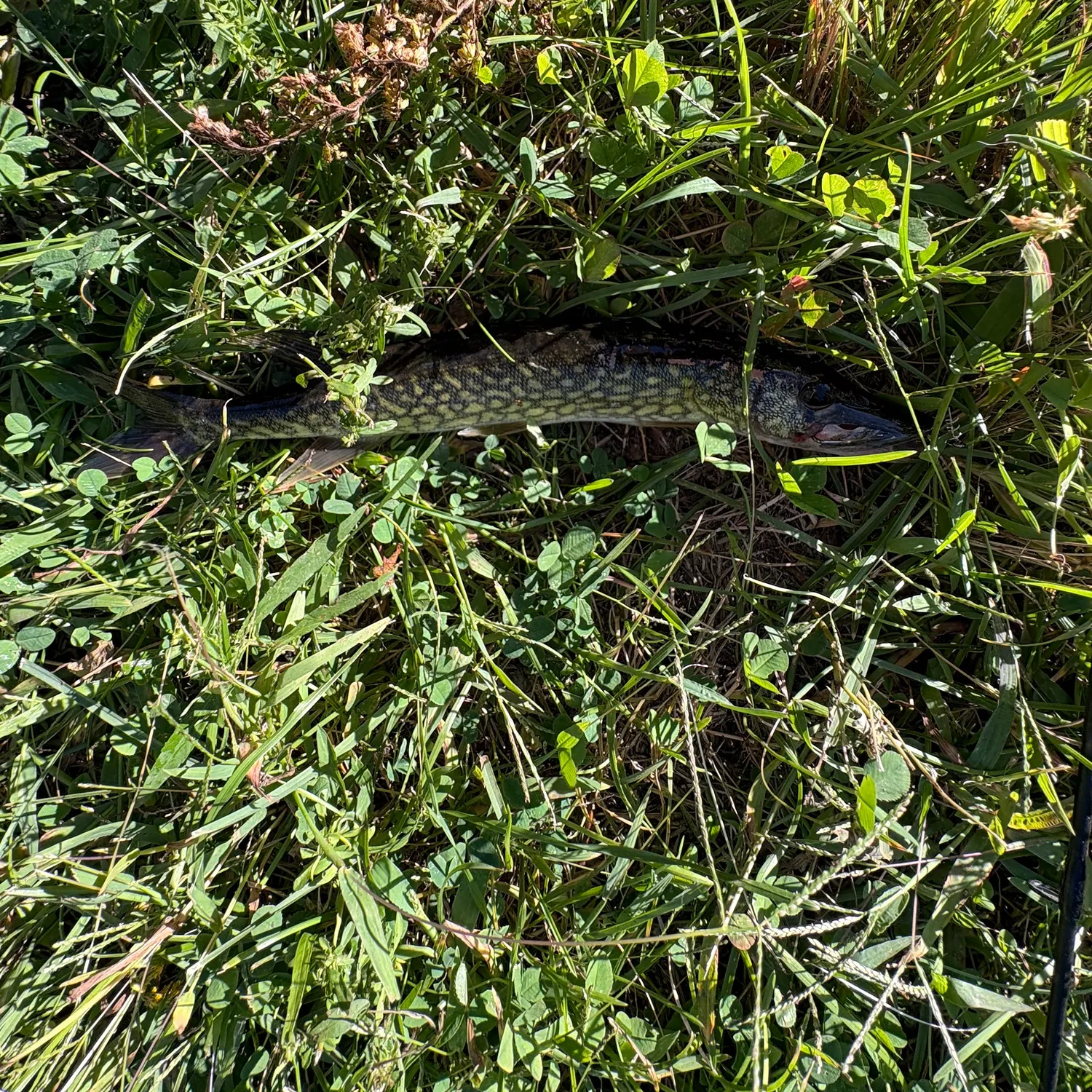 Chain pickerel caught on Fishbrain