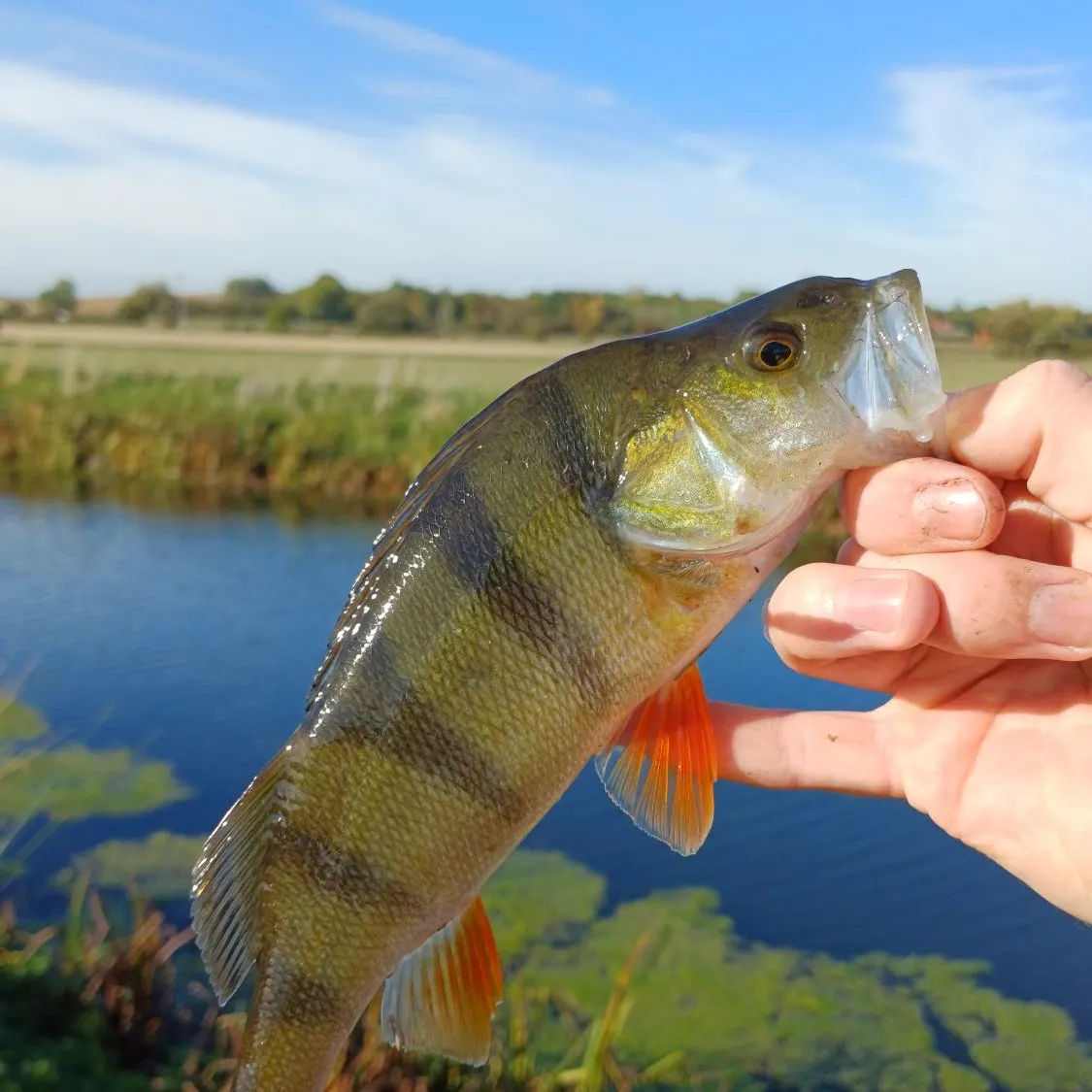 European perch caught on Fishbrain