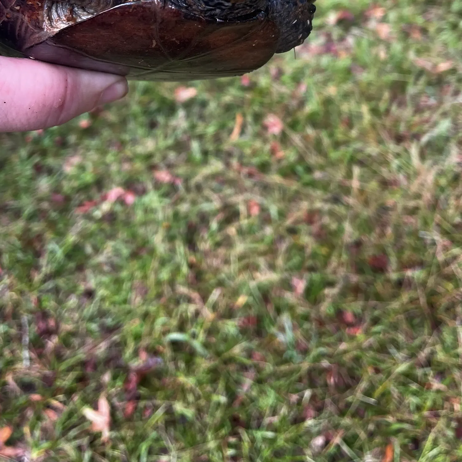 The most recent Eastern musk turtle catches on Fishbrain