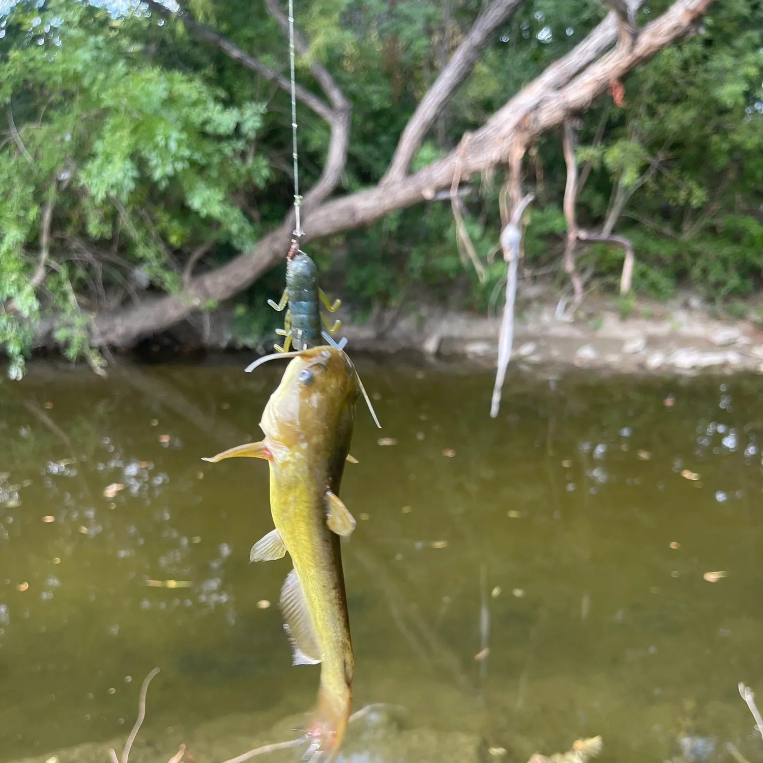 Yellow bullhead caught on Fishbrain