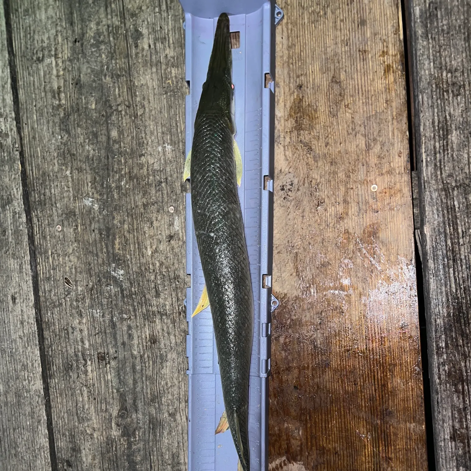 Shortnose gar caught on Fishbrain