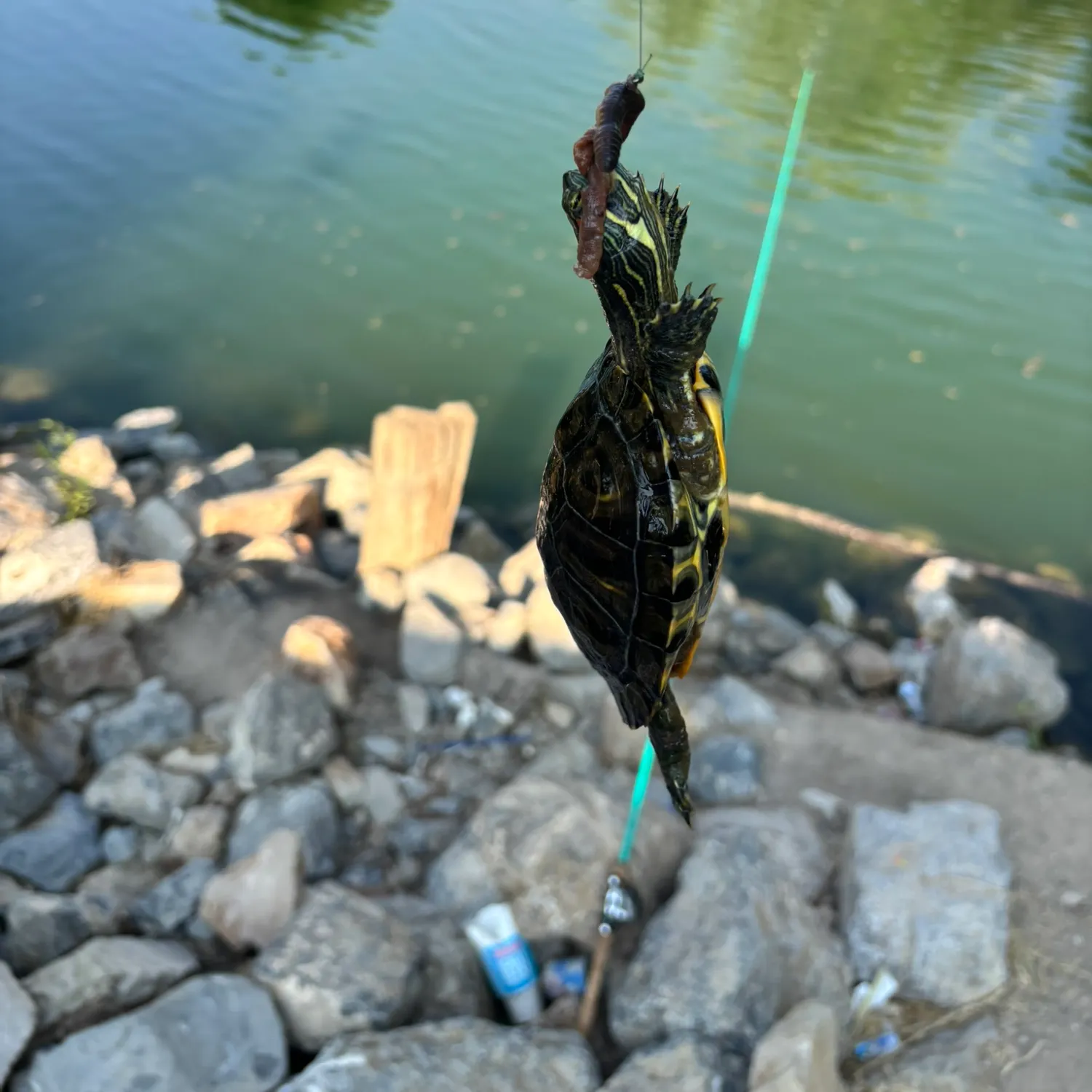 The most recent Bala shark catches on Fishbrain