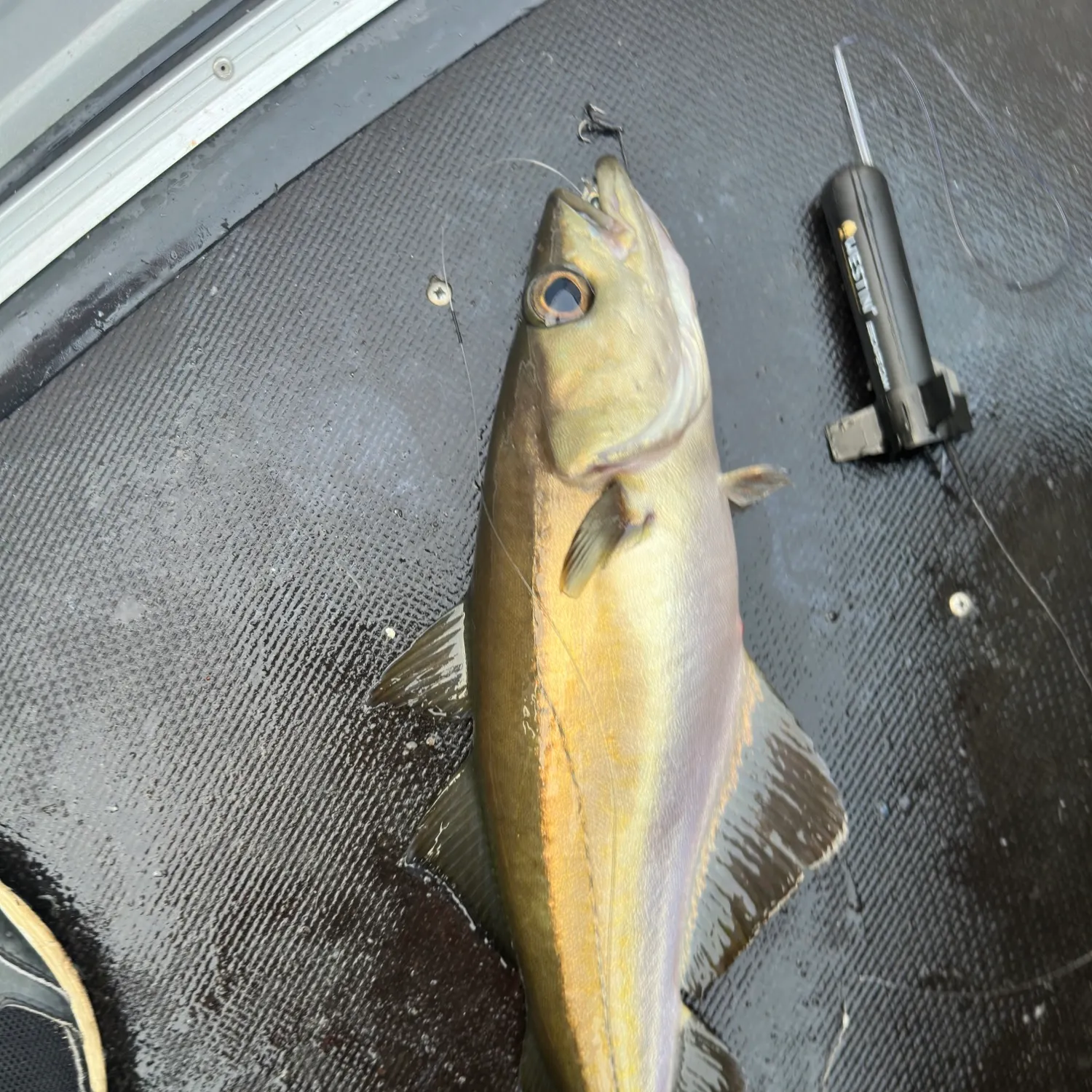 angler catch