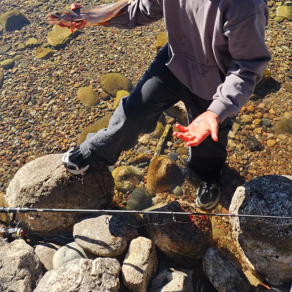 Snake River fine-spotted cutthroat trout caught on Fishbrain