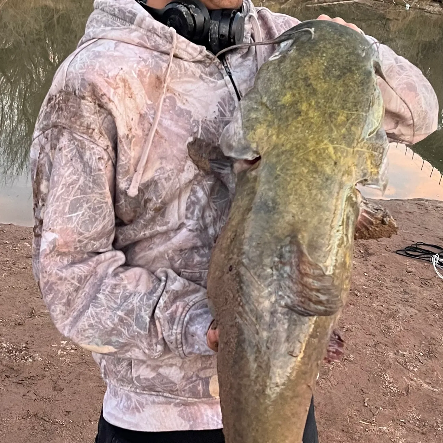 The most recent Flathead catfish catches on Fishbrain