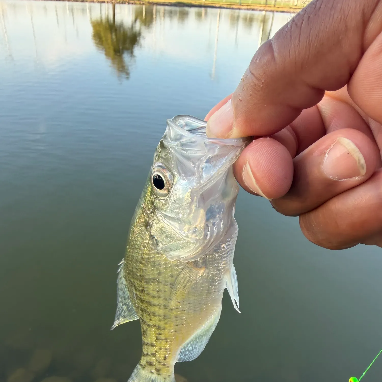 White crappie caught on Fishbrain