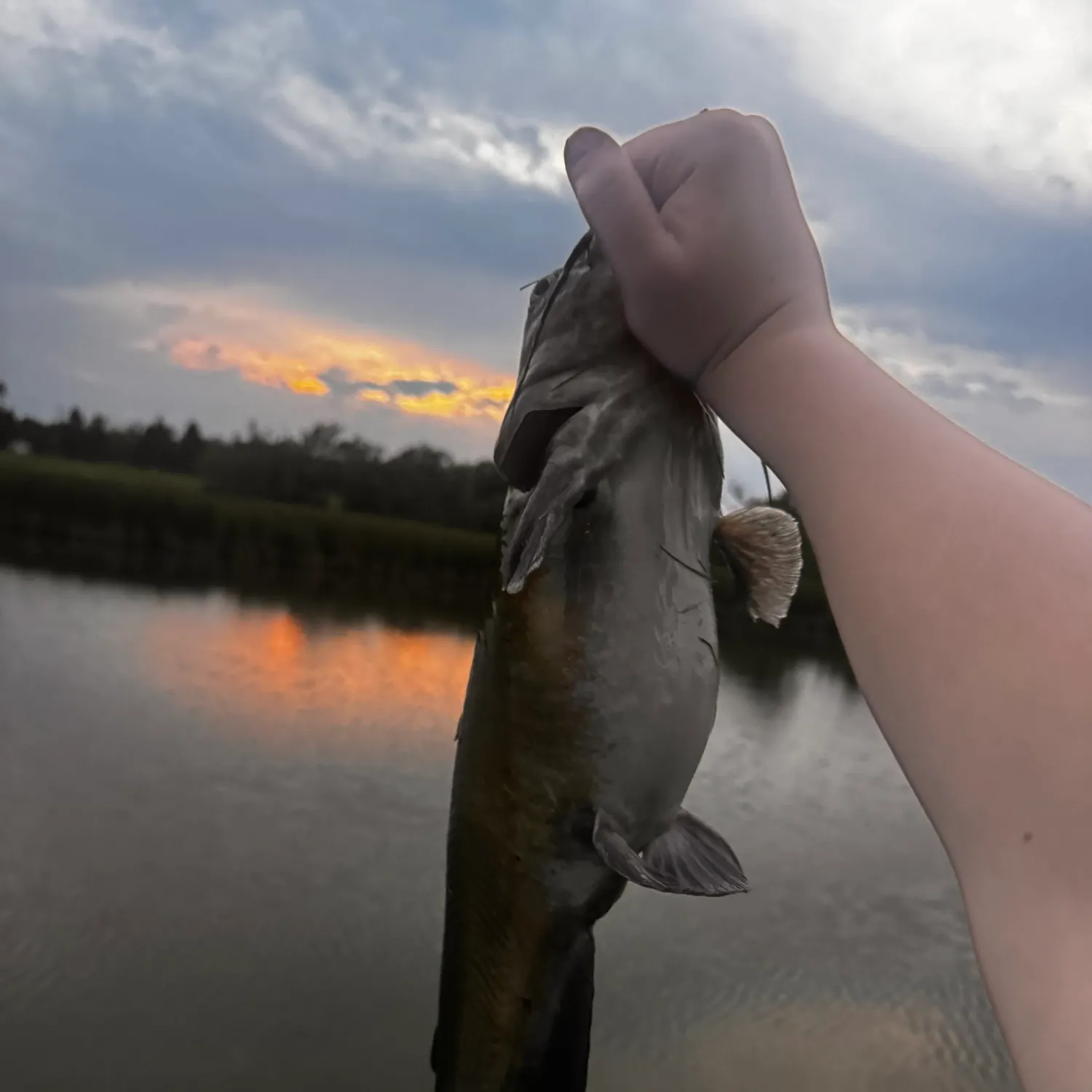 Channel catfish caught on Fishbrain