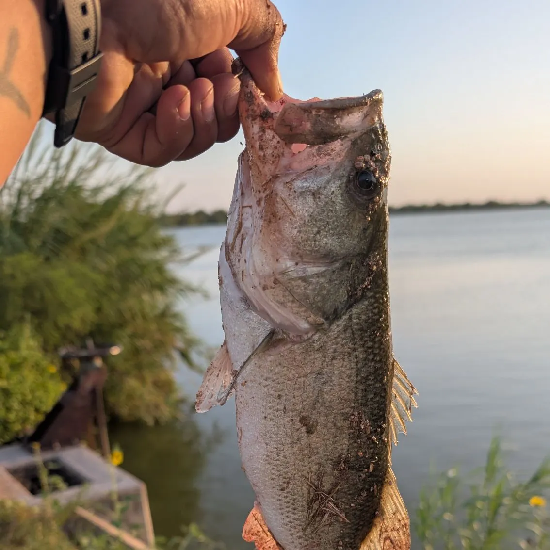 Largemouth bass caught on Fishbrain