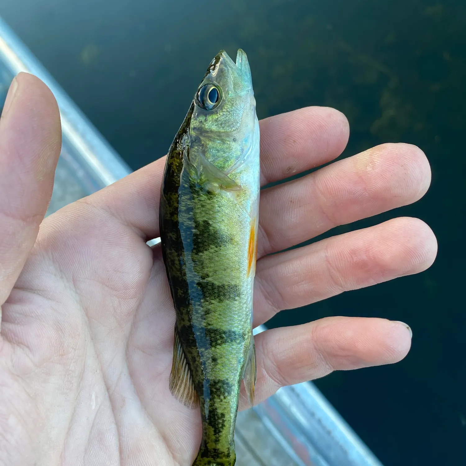 Yellow perch caught on Fishbrain
