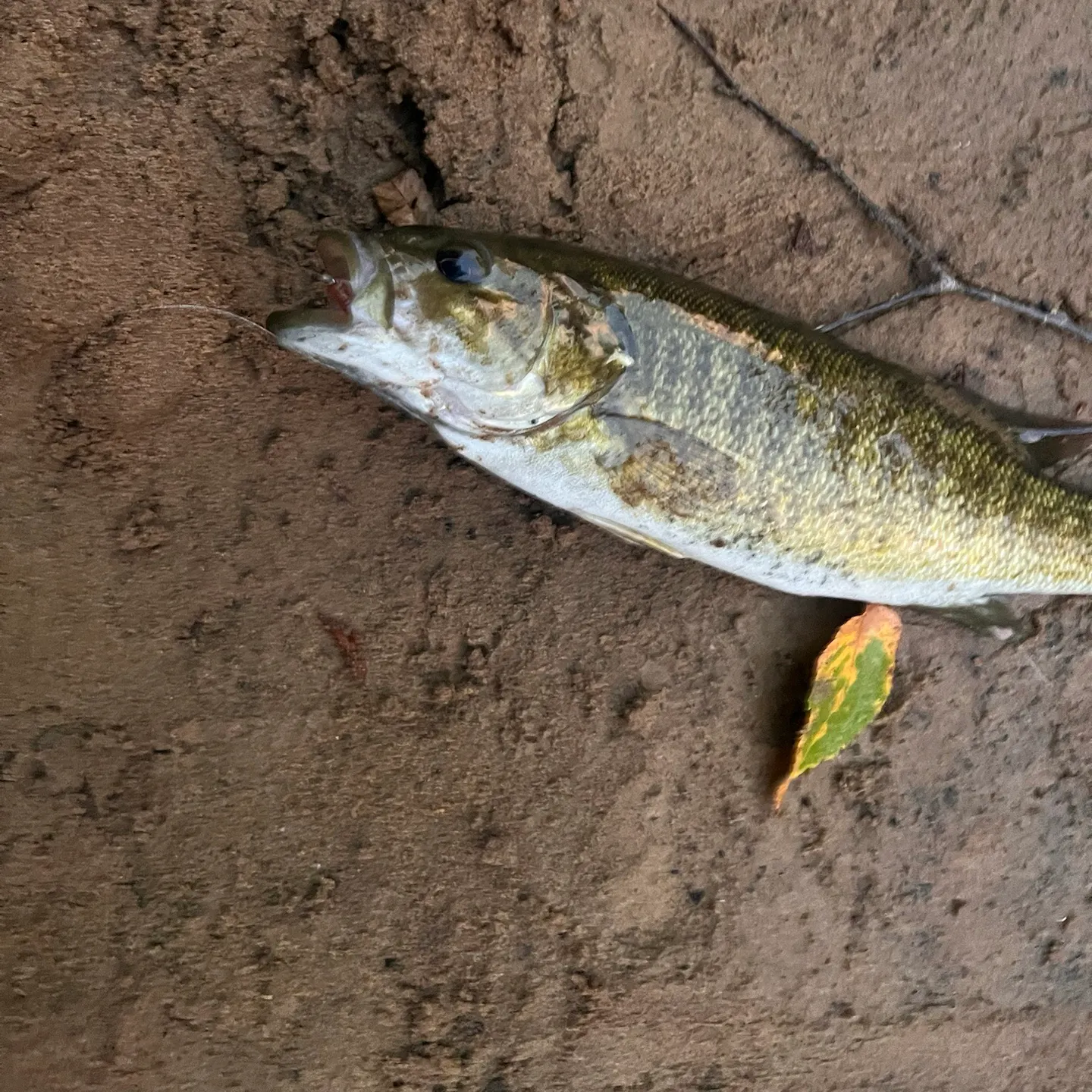 Smallmouth bass caught on Fishbrain