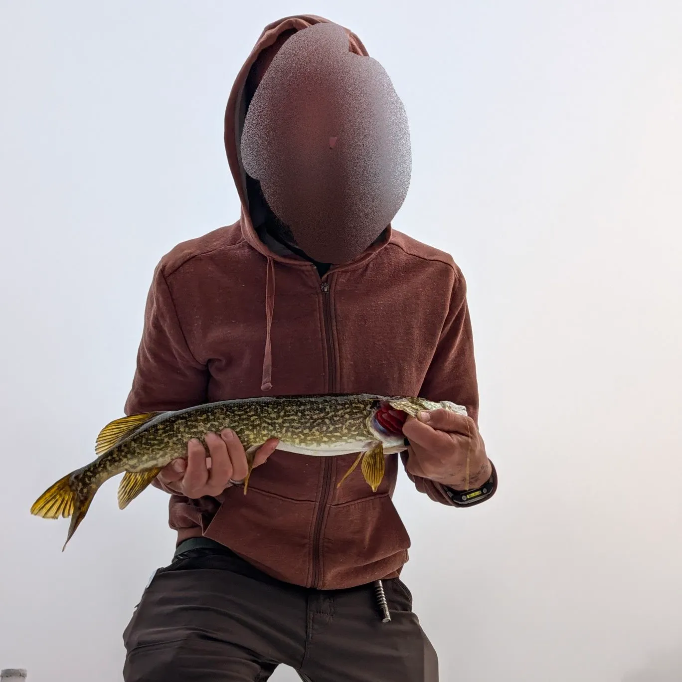 Northern pike caught on Fishbrain