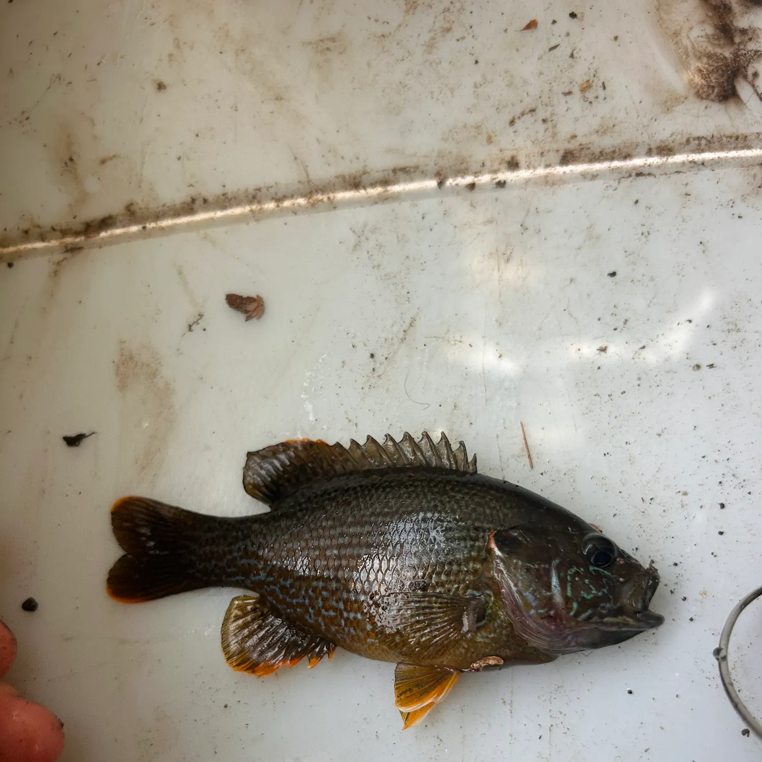 Green sunfish caught on Fishbrain