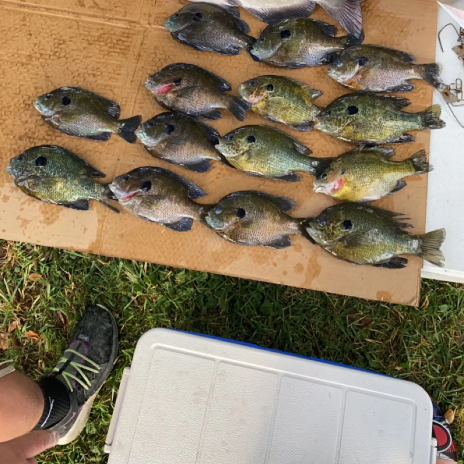 recently logged catches