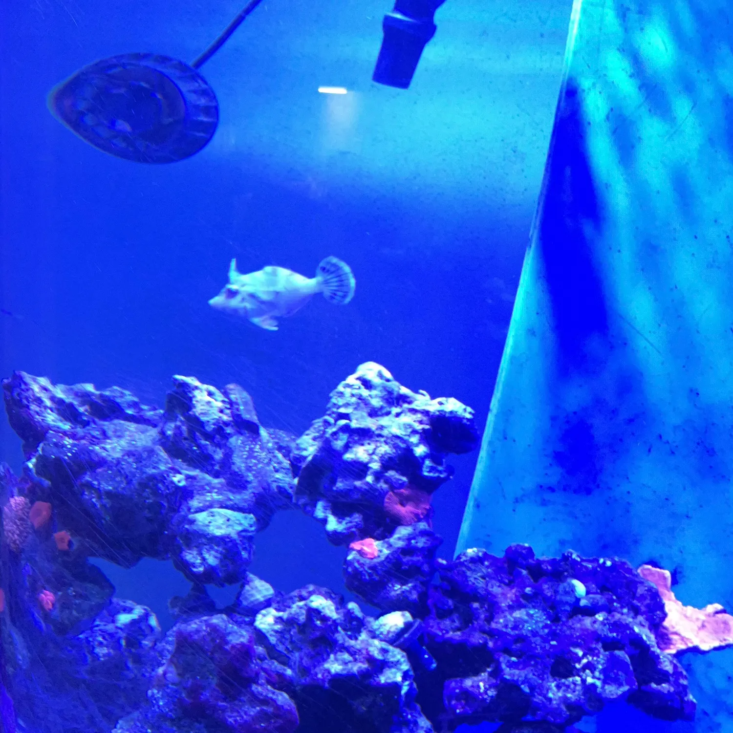 The most recent Planehead filefish catches on Fishbrain