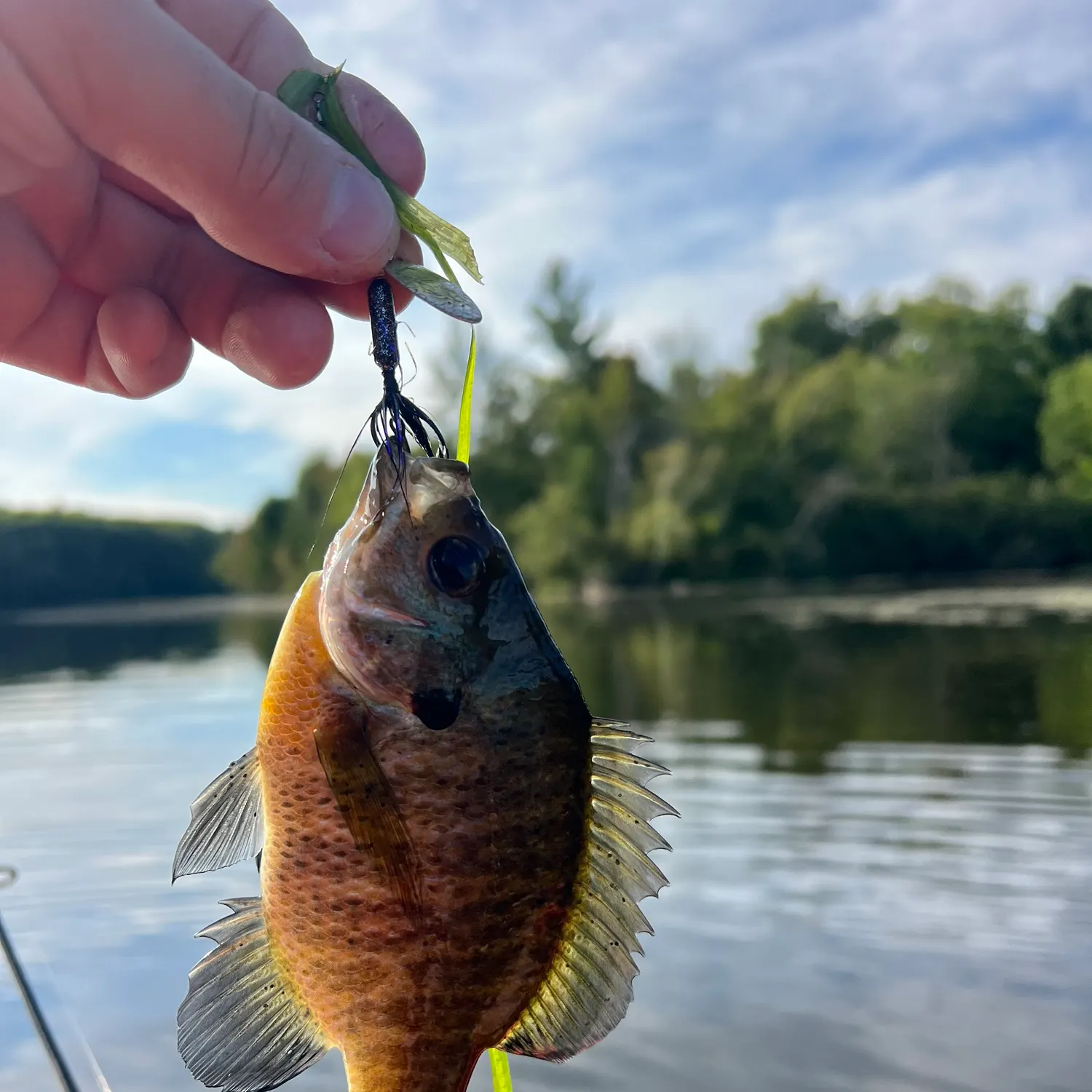Bluegill caught on Fishbrain