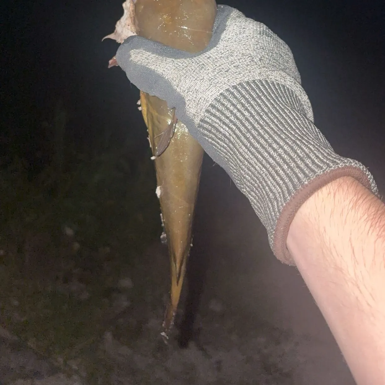 The most recent Yellow bullhead catches on Fishbrain