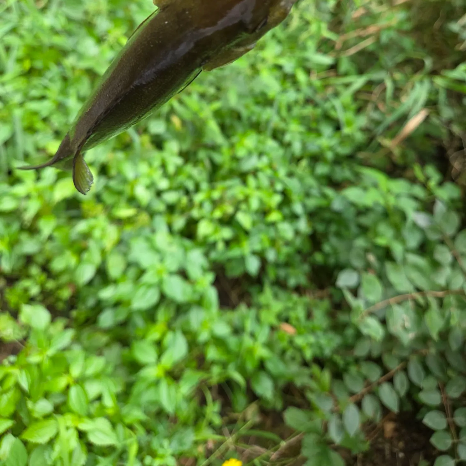 Smallmouth bass caught on Fishbrain