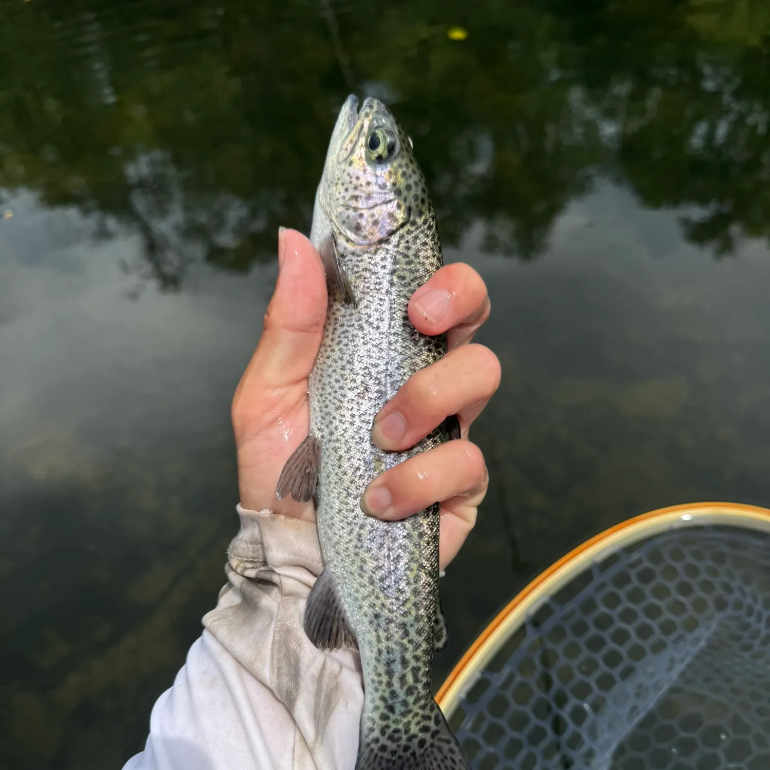 Rainbow trout caught on Fishbrain
