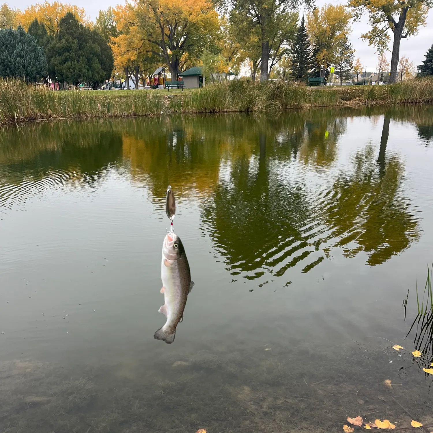 Rainbow trout caught on Fishbrain
