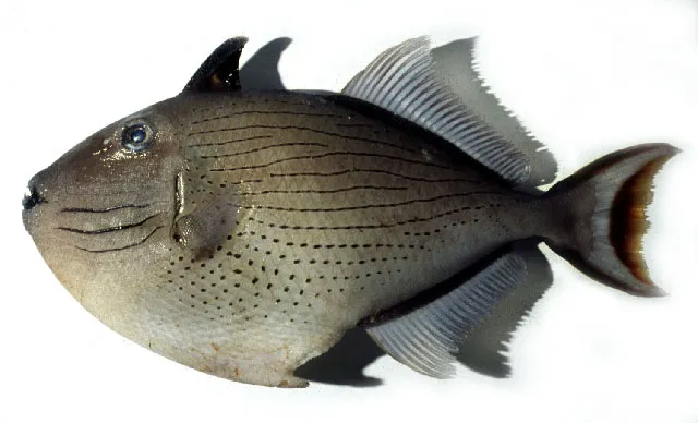 Striped triggerfish