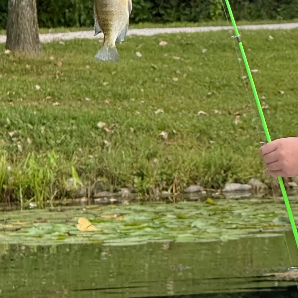 Bluegill caught on Fishbrain