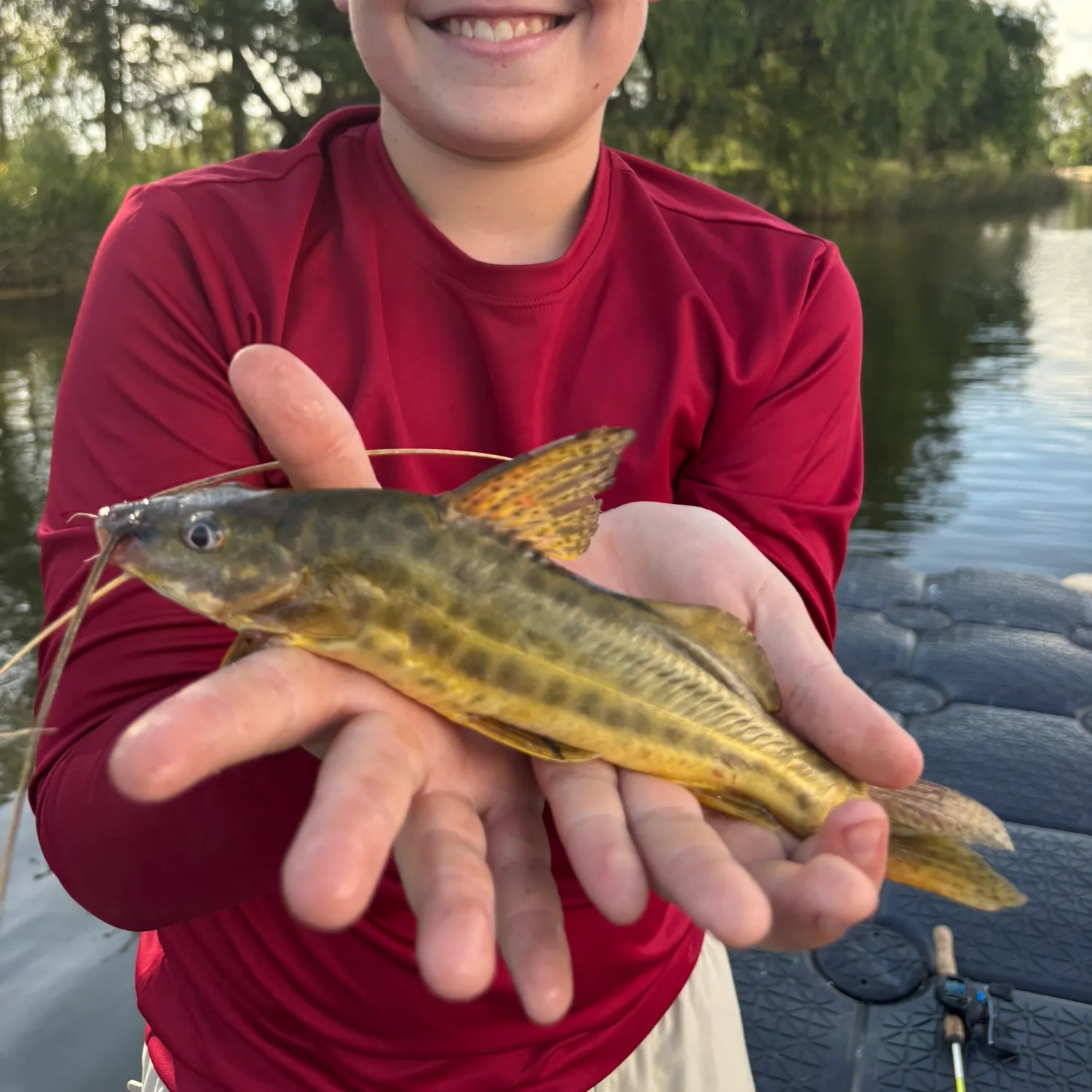 The most recent Spotted pimelodus catches on Fishbrain