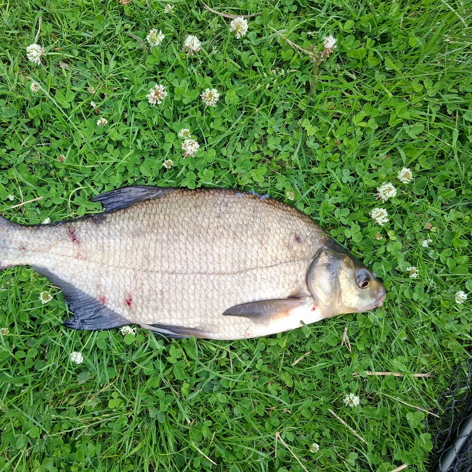 The most recent Common bream catches on Fishbrain