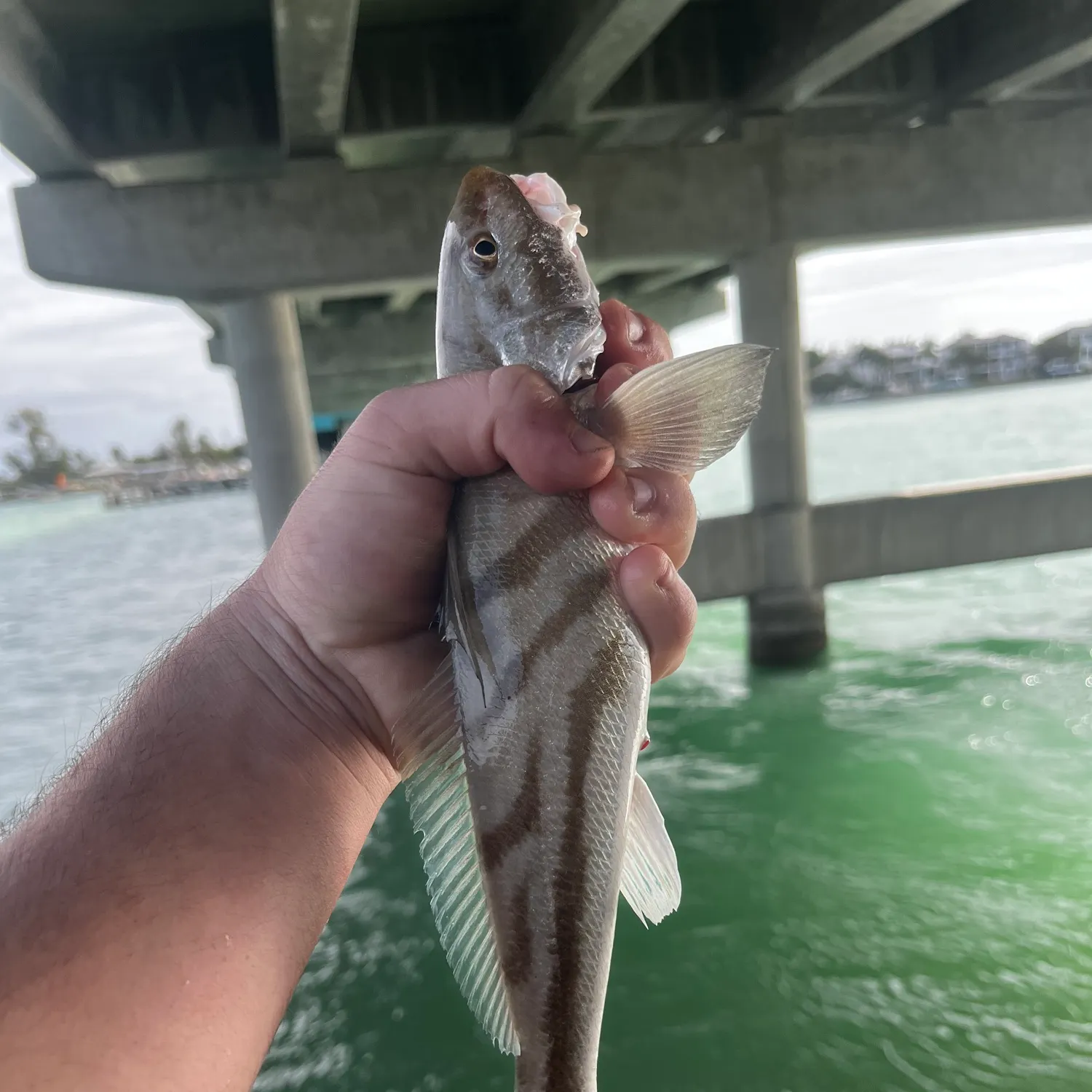 The most recent Northern kingcroaker catches on Fishbrain
