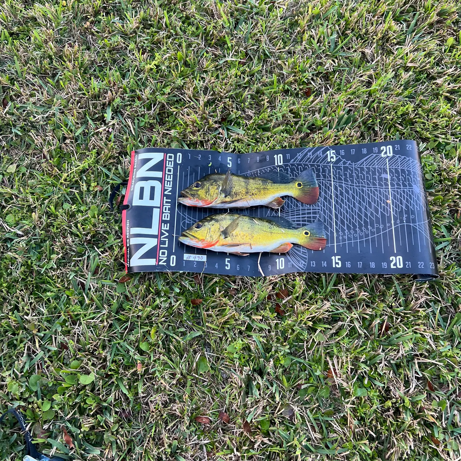 Butterfly peacock bass caught on Fishbrain