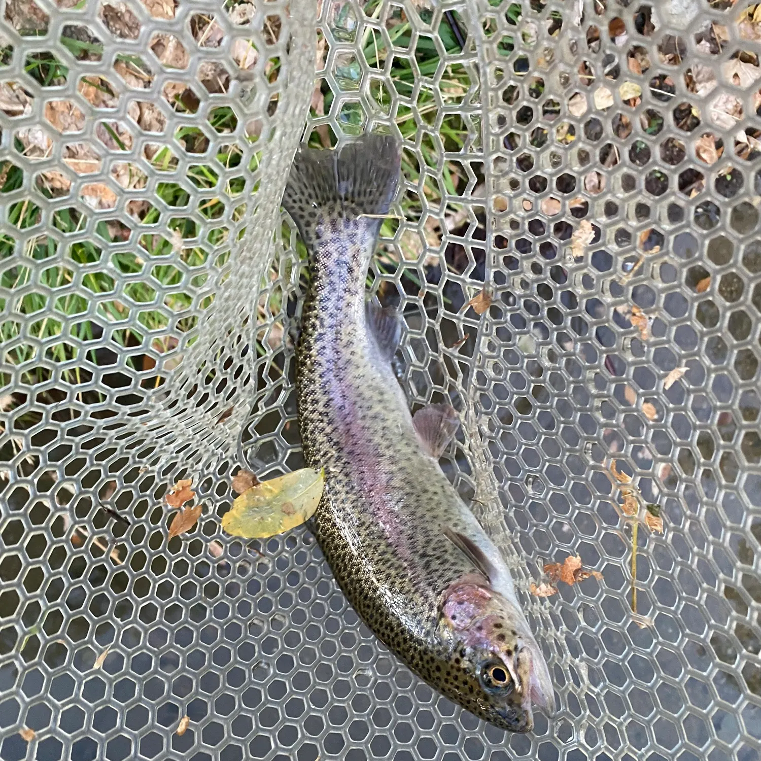 Cutbow caught on Fishbrain