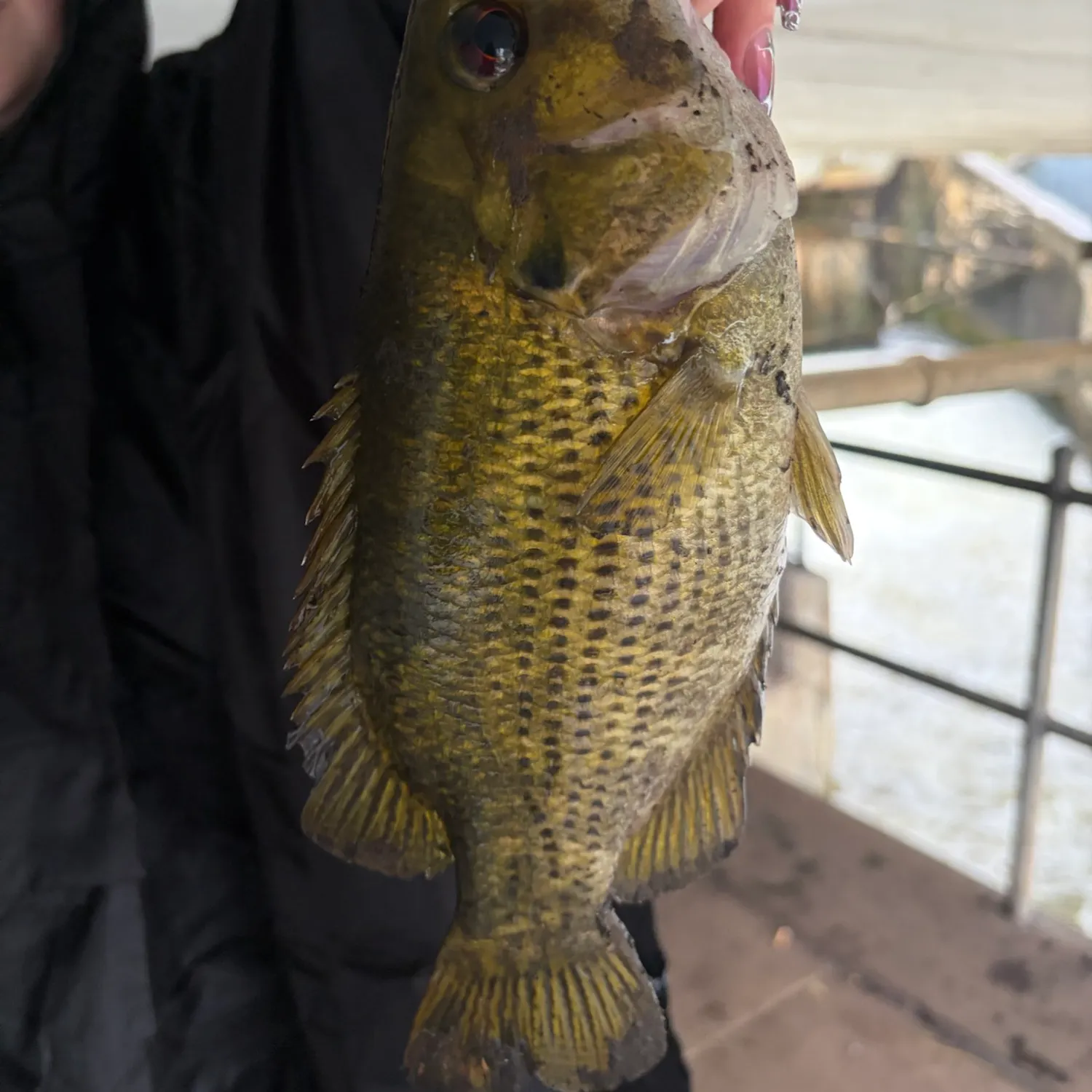 Rock bass caught on Fishbrain