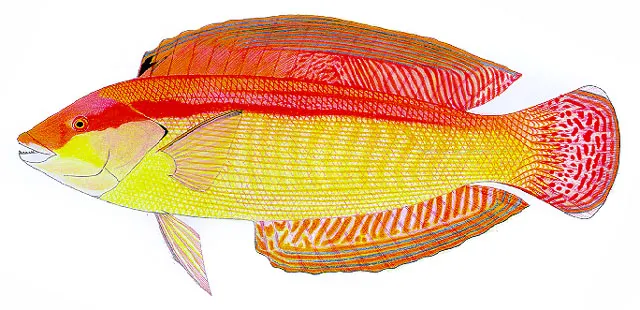 Western king wrasse