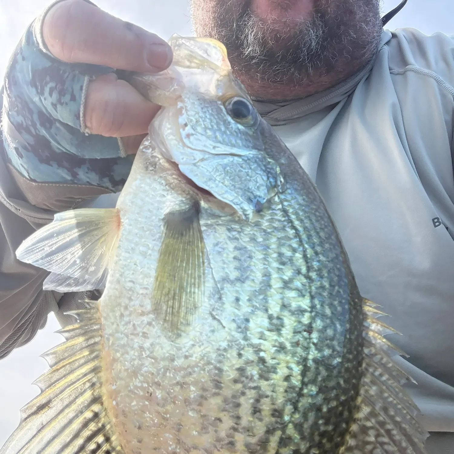 Black crappie caught on Fishbrain