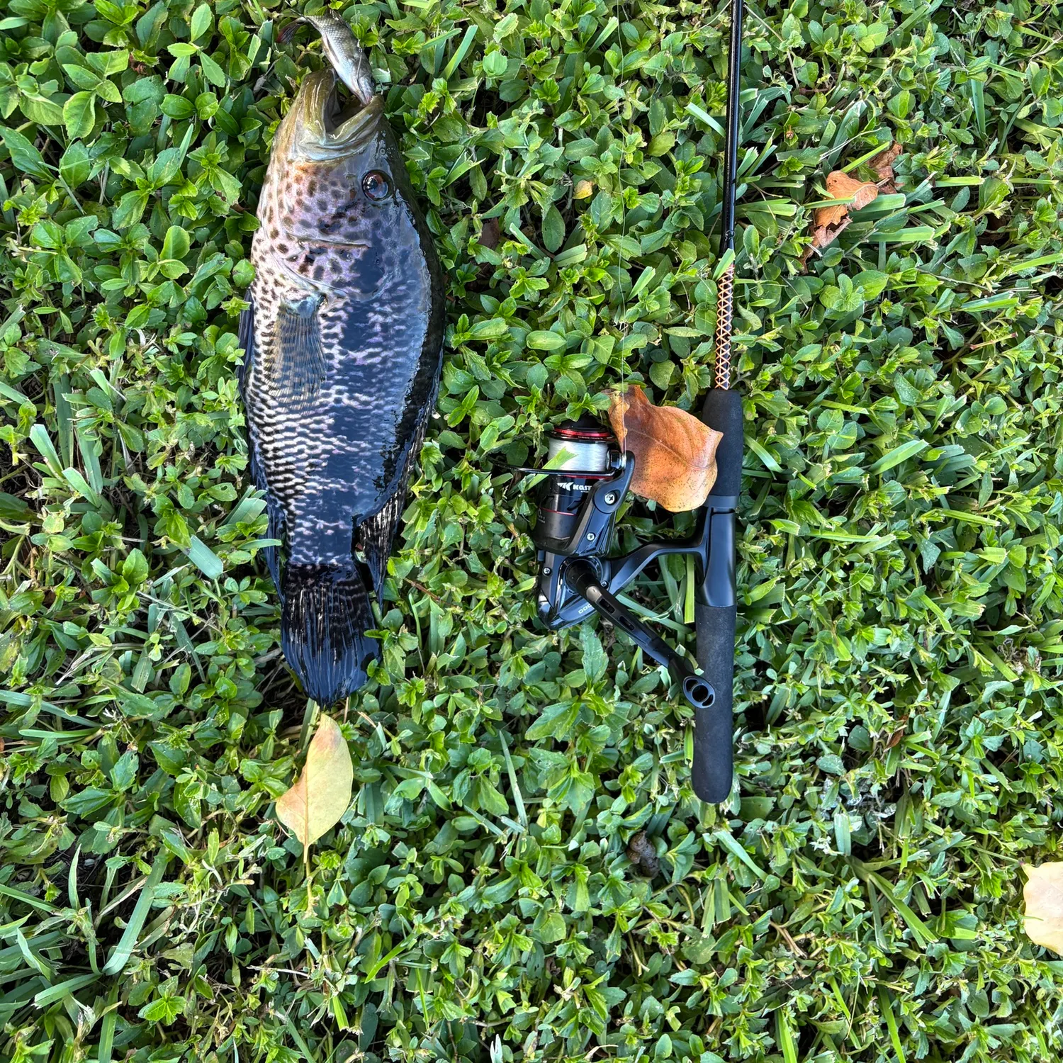 The most recent Jaguar cichlid catches on Fishbrain