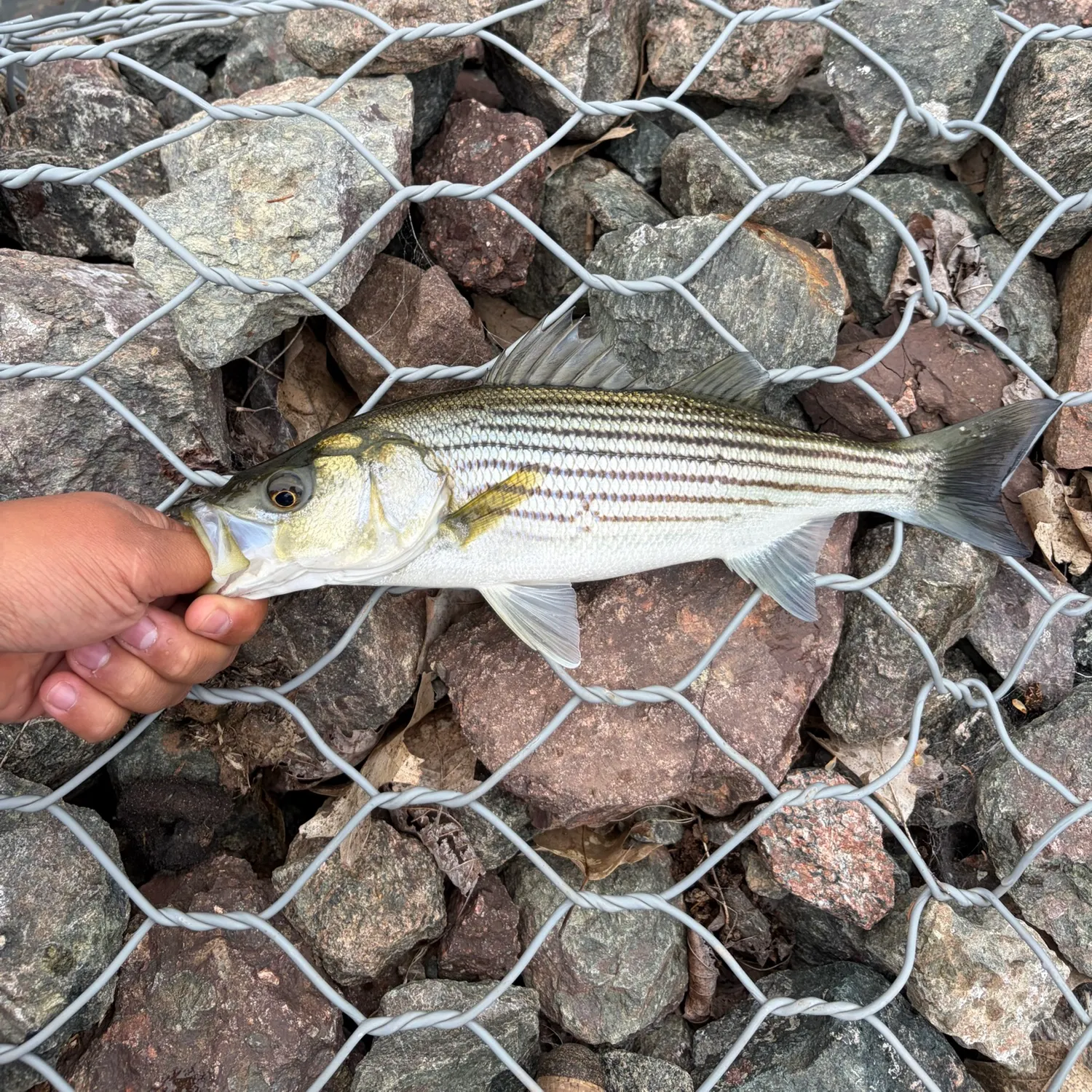 Striped bass caught on Fishbrain
