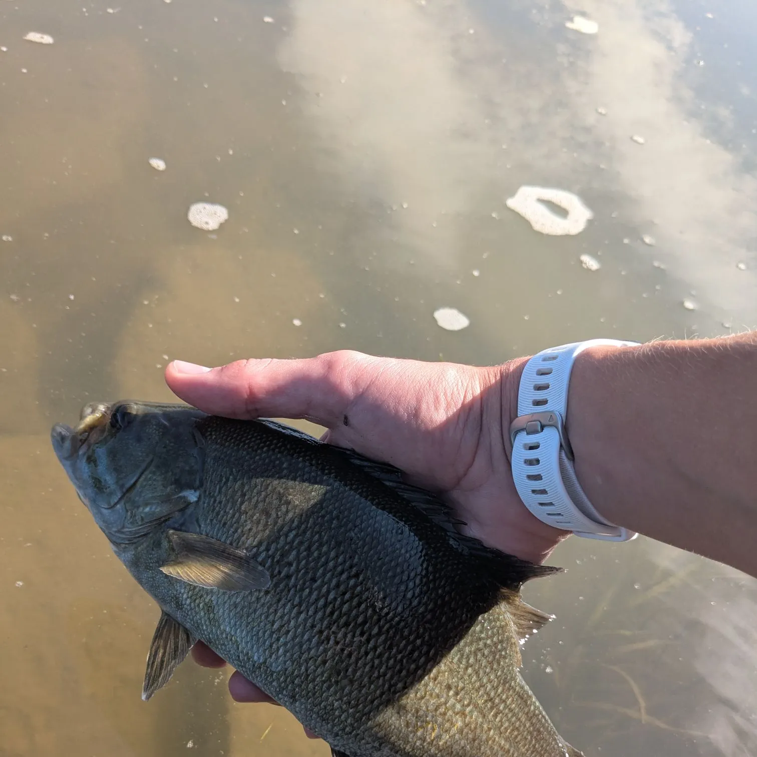 Smallmouth bass caught on Fishbrain