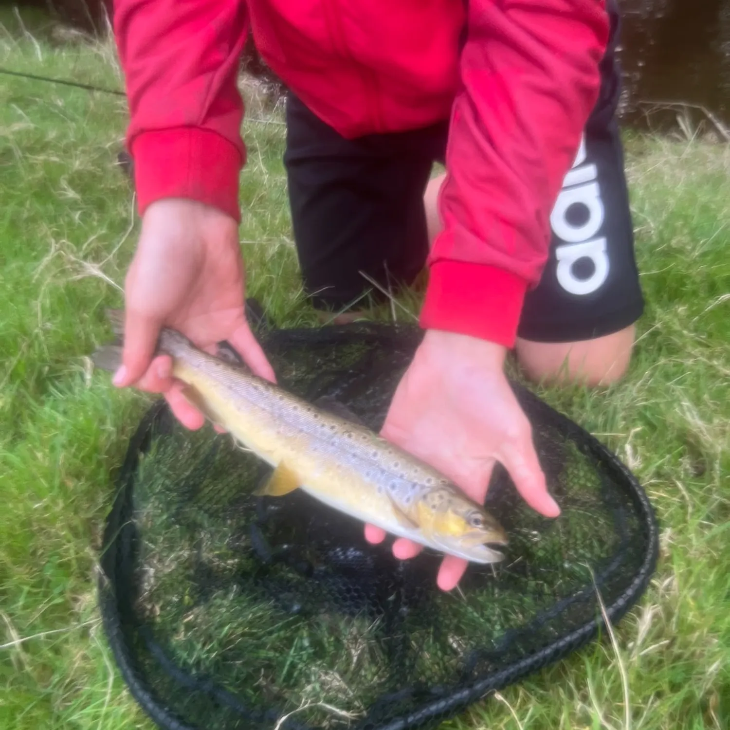 Brown trout caught on Fishbrain