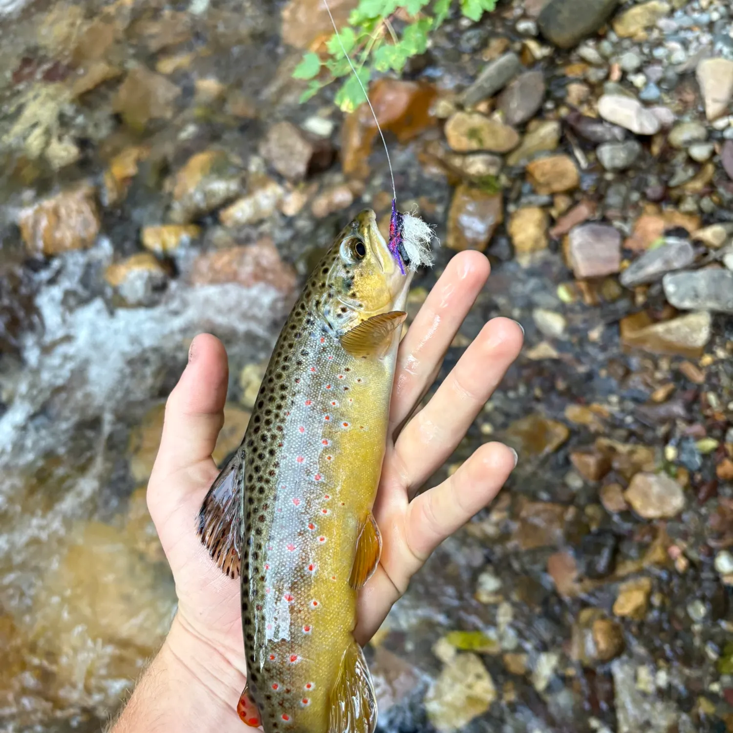 recently logged catches