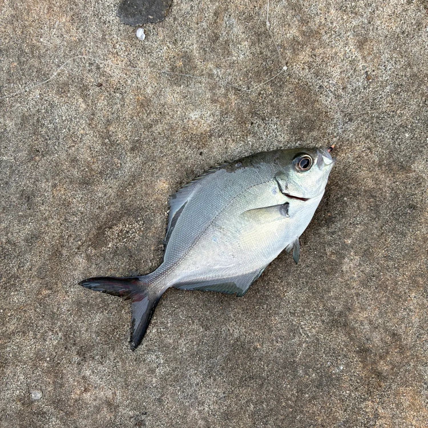 The most recent Silver sweep catches on Fishbrain