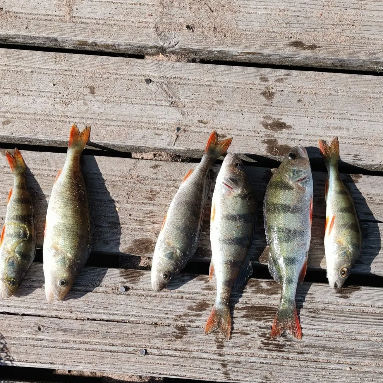 European perch caught on Fishbrain