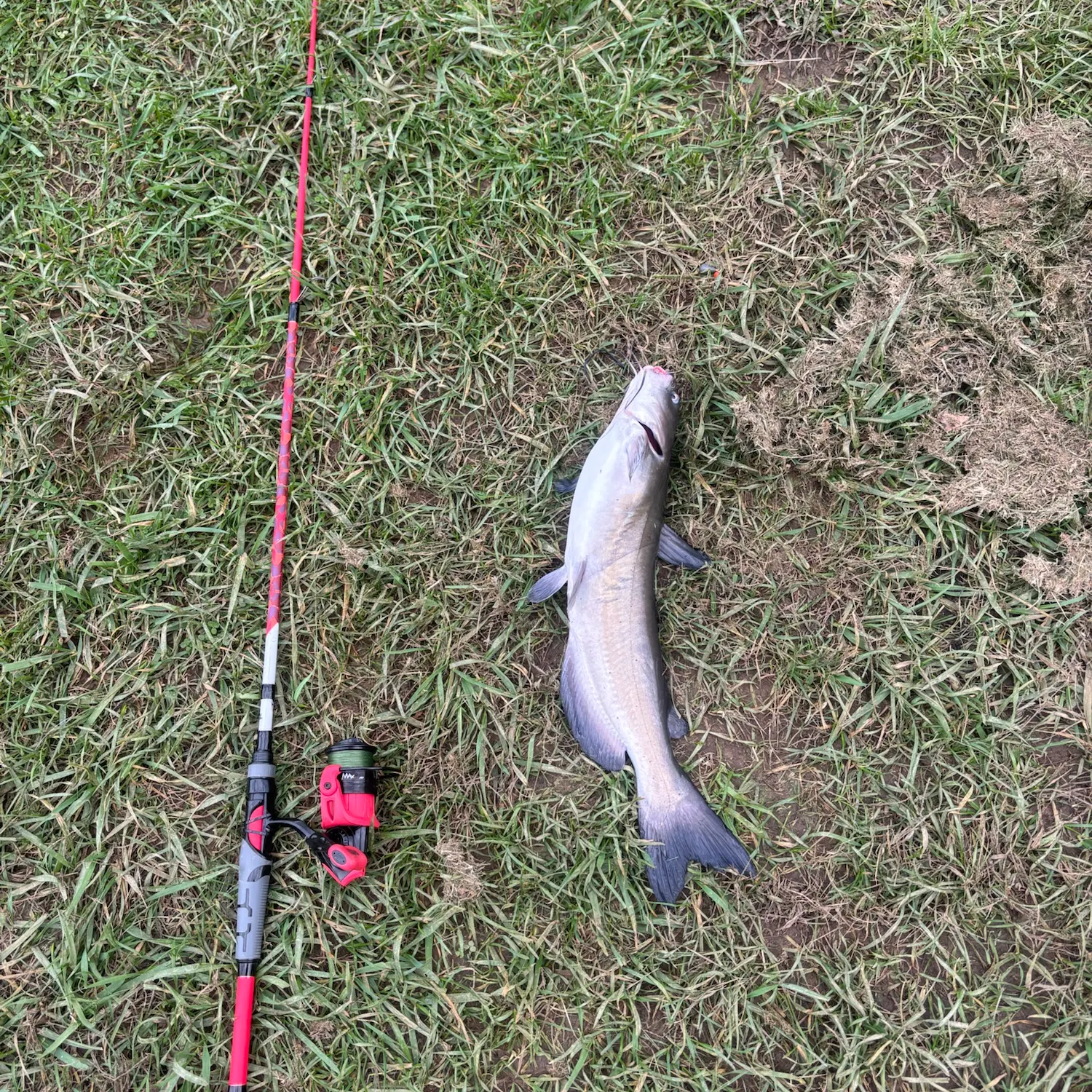 Channel catfish caught on Fishbrain
