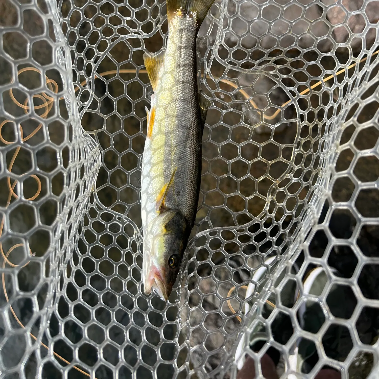 Northern pikeminnow caught on Fishbrain