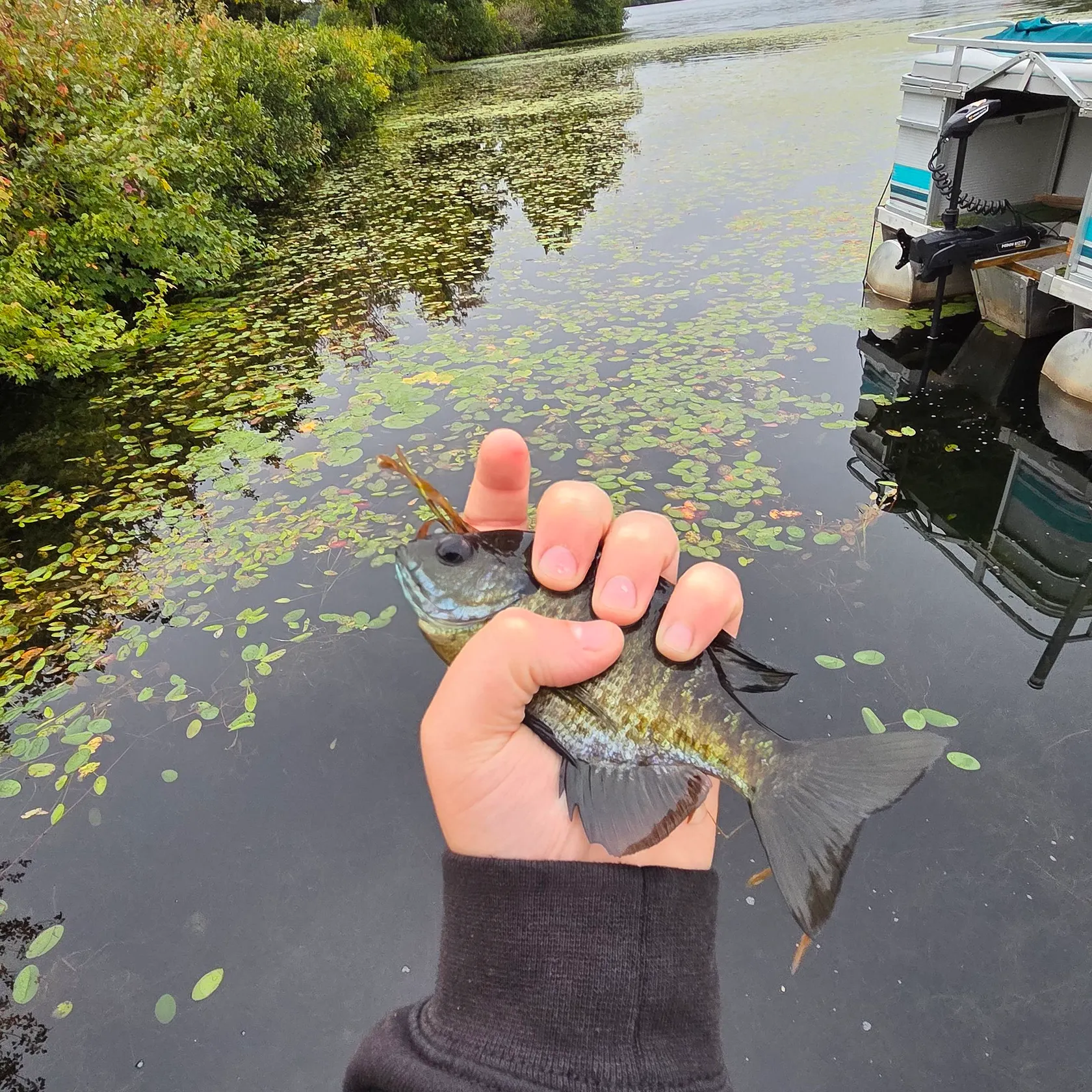 Bluegill caught on Fishbrain