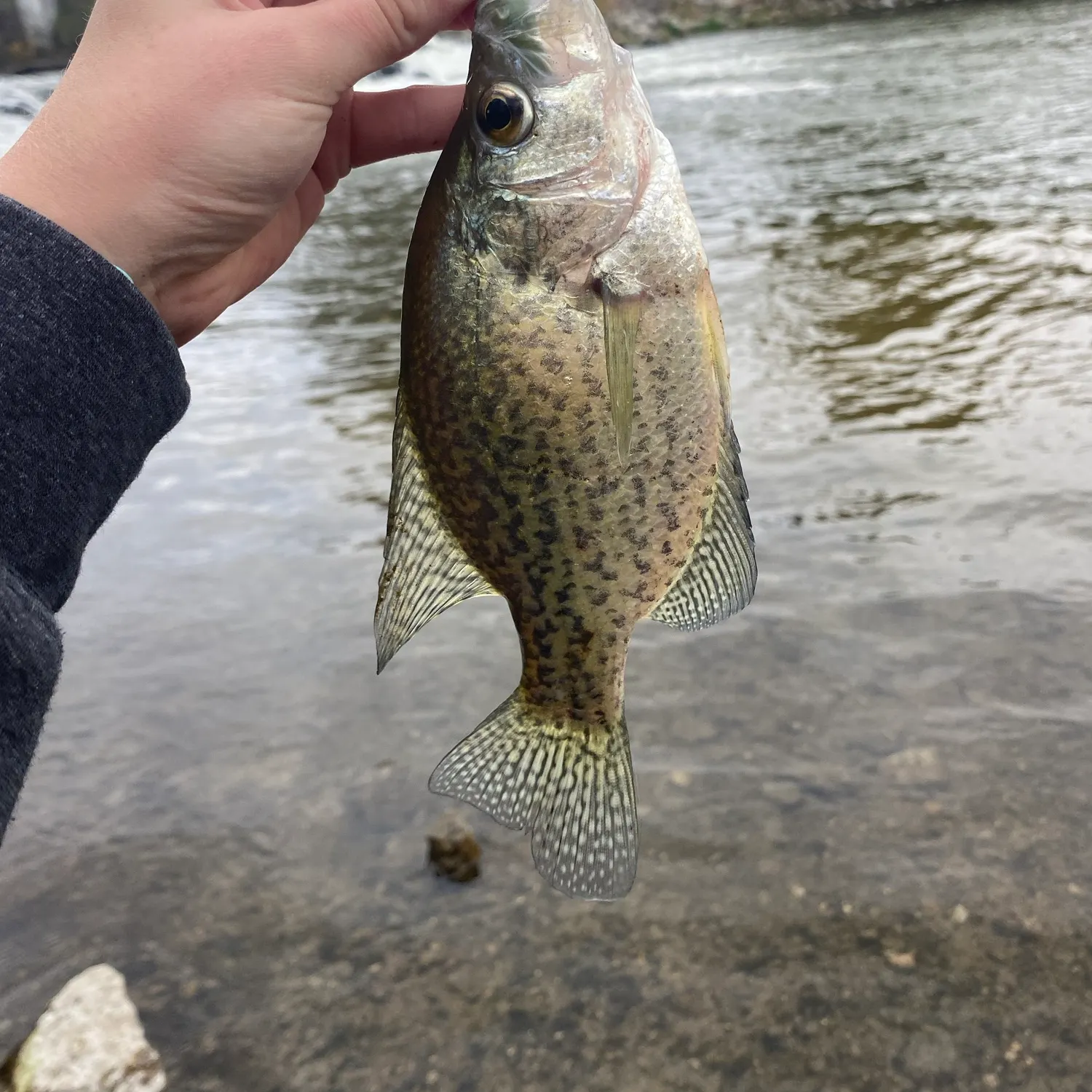 Black crappie caught on Fishbrain